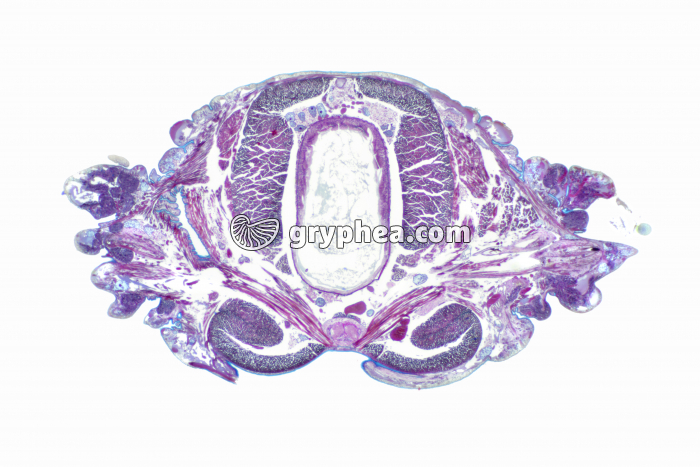 Néréis CT x7 - gryphea.org